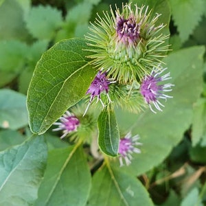 Puede incluir: Primer plano de una planta de bardana verde con flores moradas. La planta tiene hojas espinosas y está en flor.
