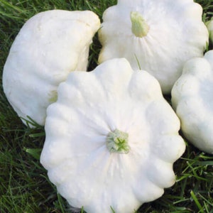 Peter Pan Pumpa 20 frön - Bonetera - Pattypan - Pumpa Patisson