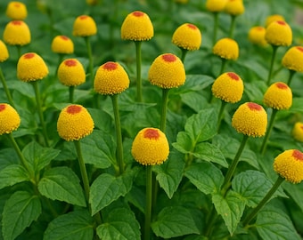100 semi di Acmella Oleracea | Pianta elettrica | Fiore elettrico | Pianta per il mal di denti | Facile da coltivare | Orto e giardino