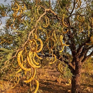 hedera helix 'goldchild' Jetzt Gelbbunter Efeu 'Goldchild' online kaufen bei Bohlken Pflanzenversand  – Bohlken Pflanzenversand GbR main image 0