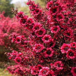 200 Seeds of Leptospermum Scoparium Hot Pink | New Zealand Tea Tree | Intense Flowering | Garden and Pot