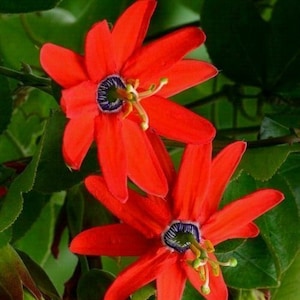 Passiflora manicata - Passionsfrucht - sehr selten - rote Blüte - Samen