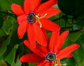 Passiflora manicata – Passionsfrucht – sehr selten – rote Blüte – Samen