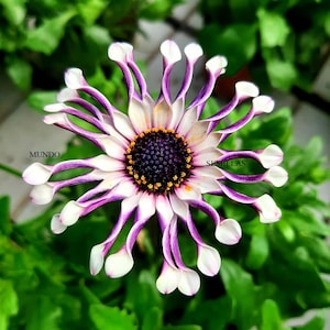 Rare African Daisy - mix colours - Osteospermum Whirligig 12 Seeds seeds samen graines