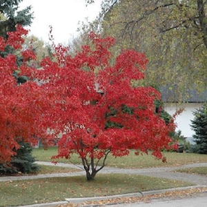 Può includere: Un vibrante acero rosso con un fogliame lussureggiante in autunno. L'albero si trova in un giardino residenziale con un prato verde e un marciapiede.