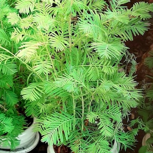 Puede incluir: Dos plantas verdes en maceta con hojas parecidas a helechos en macetas de cerámica blanca. Las plantas están en un jardín.