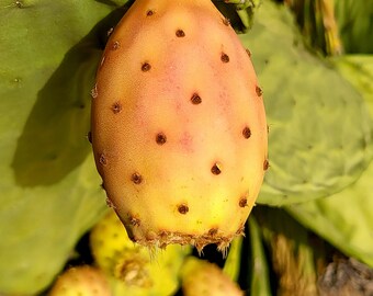 ウチワサボテン（ノパル）オプンティア・フィカス・インディカ（食用