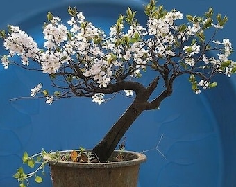 himbeer bonsai Winterberry Bonsai Tree – Bella Bonsai Nursery