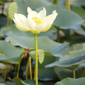 White Lotus Flower Nelumbo nucifera - Aquatic Plant 3 Seeds