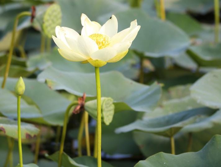 Lotusblume Nelumbo Nucifera Pekinensis Rubra