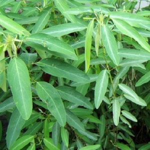 Puede incluir: Primer plano de una planta verde de hojas largas y estrechas. Las hojas están dispuestas en un grupo denso, creando una textura exuberante y vibrante.