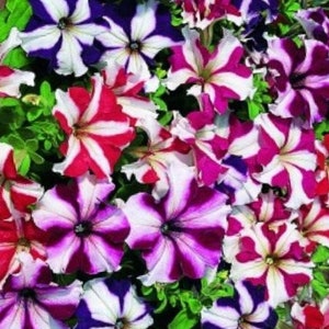 Puede incluir: Primer plano de una variedad de flores de petunia con rayas blancas, moradas y rojas. Las flores están en plena floración y tienen un aspecto vibrante y colorido.