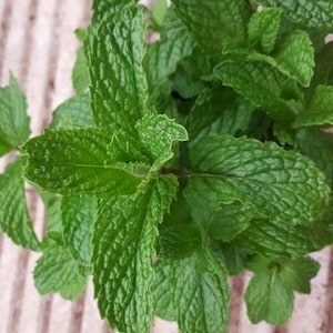 Puede incluir: Primer plano de hojas de menta verde fresca. Las hojas tienen una superficie texturizada y están dispuestas en un grupo denso. La imagen resalta el color verde vibrante y las vetas detalladas de las hojas.