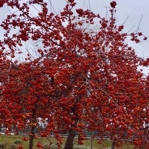 Malus baccata Sibirischer Apfelbaum 30 Samen - Samen geeignet für Bonsai