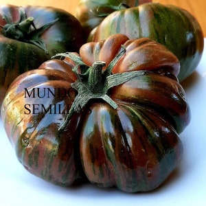 Cherokee Purple traditional tomato, very old variety, 20 seeds - seeds orchard