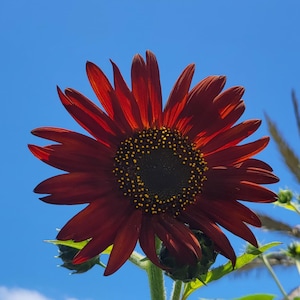 Red Velvet Sunflower (Helianthus) 20 seeds