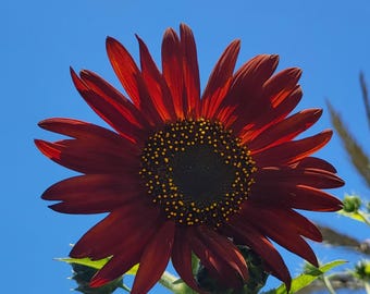 Red velvet sunflower (Helianthus) 20 seeds