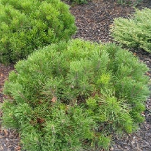 Könnte beinhalten: Nahaufnahme einer grünen Kiefer mit langen, dünnen Nadeln. Der Baum wächst in einer Gartenanlage mit braunem Mulch auf dem Boden.