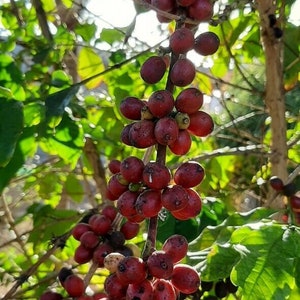 Pode incluir: Um ramo de um cafeeiro com grãos de café vermelhos maduros crescendo nele. Os grãos estão agrupados no ramo, e alguns estão começando a ficar marrons.