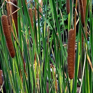 Seeds of Cat tail Reed Typha angustifolia water pond grass flower seeds - combined shipping a single shipping cost