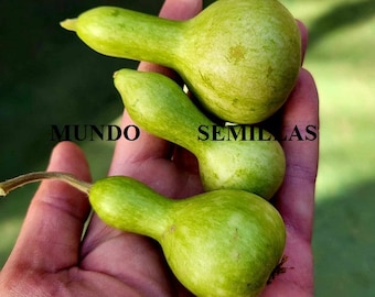 6 Dwarf Bottle Gourd Seeds - very ornamental variety