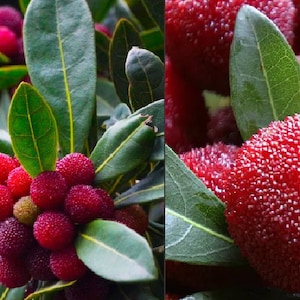 5 seeds red bayberry - Myrica rubra - strawberry Yumberry organic fruit