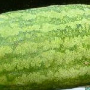 Peut inclure: Une grosse pastèque verte avec un motif marbré. La pastèque est posée sur une surface verte.