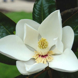 MAGNOLIA GRANDIFLORA 10 nasion