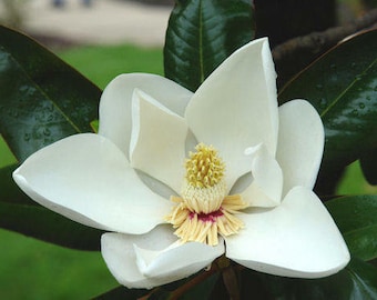 5 Semi Di Magnolia Kobus Freschi, Per Albero Ornamentale O Bonsai, Da Giardino
