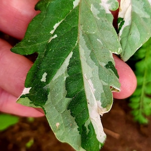 3 Color Leaf Tomato - 10 Bizarre Variegated Tomato Seeds - Very Rare and Delicious