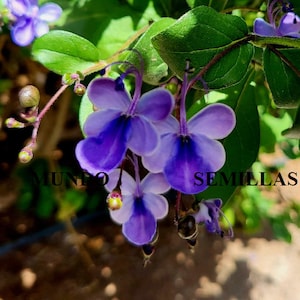 5 Sementes de Flor de Borboleta - Rotheca myricoides - lindas flores