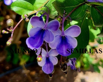 5 Semillas de Flor de Mariposa - Rotheca myricoides - preciosas flores