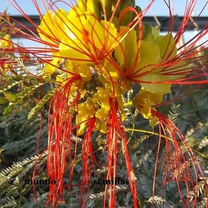 Pájaro amarillo del Paraiso - Caesalpinia gilliesii - 15 semillas frescas