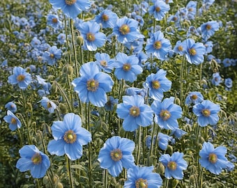 10 semi di Meconopsis blu • Fiori esotici rari • Giardino di montagna • Fiore blu dell'Himalaya • Pianta ornamentale unica