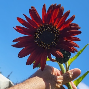 Rote Samt-Sonnenblume (Helianthus) 500 Samen