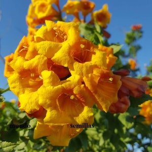 Peut inclure: Un groupe de fleurs en forme de trompette jaune vif avec des centres orange. Les fleurs poussent sur une vigne verte. Le texte "mundo semillas" est visible dans le coin inférieur droit de l'image.