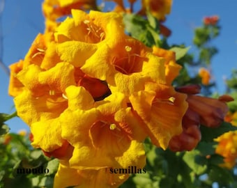 Bignonia Laranja - Tecoma alata - floração espetacular - 50 sementes
