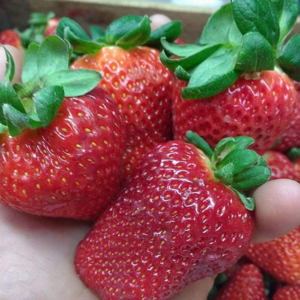 Strawberries Four Seasons 200 seeds - seeds - Freson Strawberries Strawberry