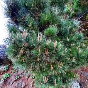 Sosna Aleppo (pinus halepensis) 50 nasion - nasiona odpowiednie do bonsai