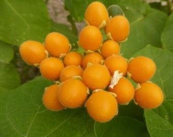 Garden in a Pot: The difference between Tree Tomatos and Tamarillos Garden in a Pot: The difference between Tree Tomatos and Tamarillos