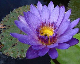 NENUFAR azul ninfa , nymphaea caerulea 10 Semillas seeds