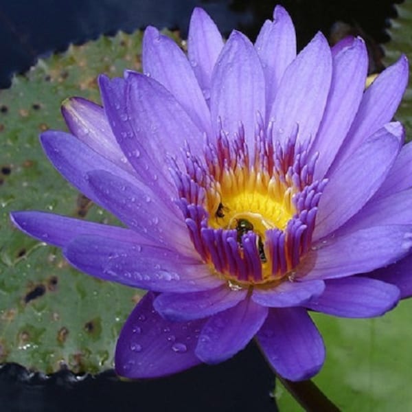 BLAUWE NENUFAR nimf, nymphaea caerulea 10 Zaden zaden