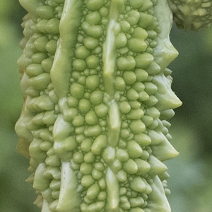 BITTER MELON - Edible and sweet - Momordica charantia - 6 seeds