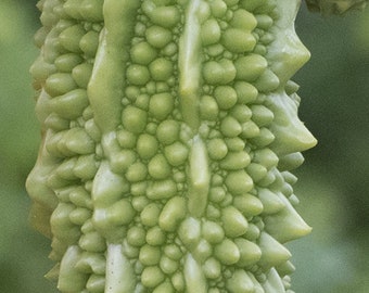 BITTER MELON - edible and sweet - Momordica charantia - 6 seeds