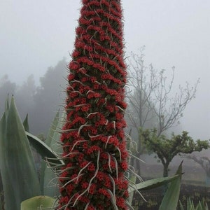 Riesen-Roter Natternkopf (Echium wildpretii) – Juwelenturm, 15 Samen