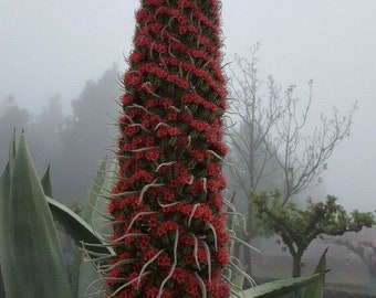 TAJINASTE ROSSO gigante - echium wildpretii - torre gioiello 25 semi