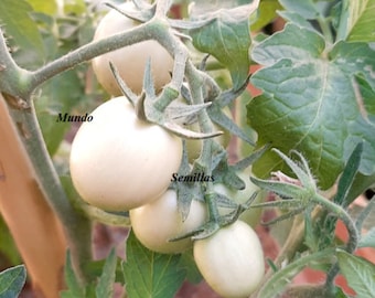 Weiße Eiertomate, seltene asiatische Sorte, 20 Samen, Gartensamen