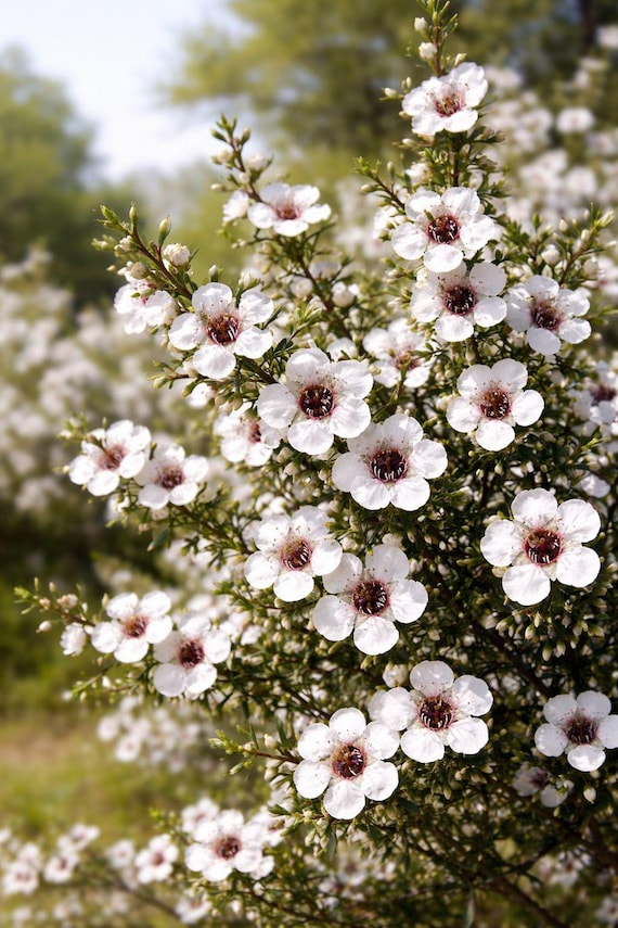 Buy 50 Pink Manuka Seeds of Leptospermum Scoparium Rosa  Exotic Flowering  Shrub for Aesthetic Garden and Rare Landscaping Online in India - Etsy
