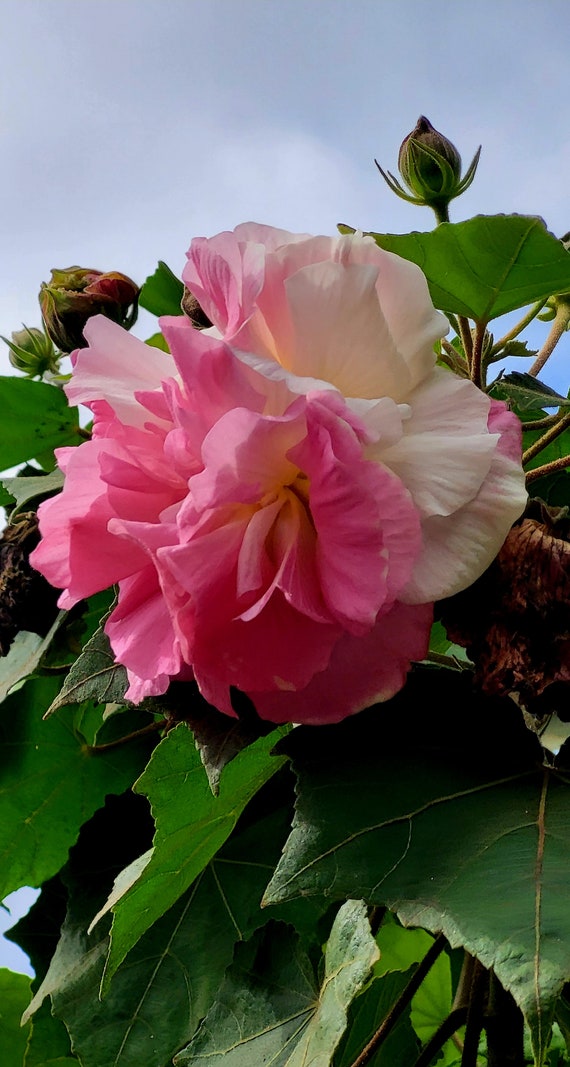 Hibiscus Mutabilis Color Changing Flower 15 Seeds Seeds - Etsy Finland