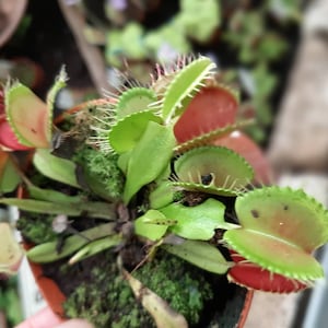 May include: A close-up of a Venus flytrap plant in a small pot. The plant has green, red, and orange traps with spiky edges. The plant is surrounded by green moss and soil.